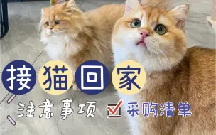 Download Video: 新手接猫回家【注意事项&准备清单】