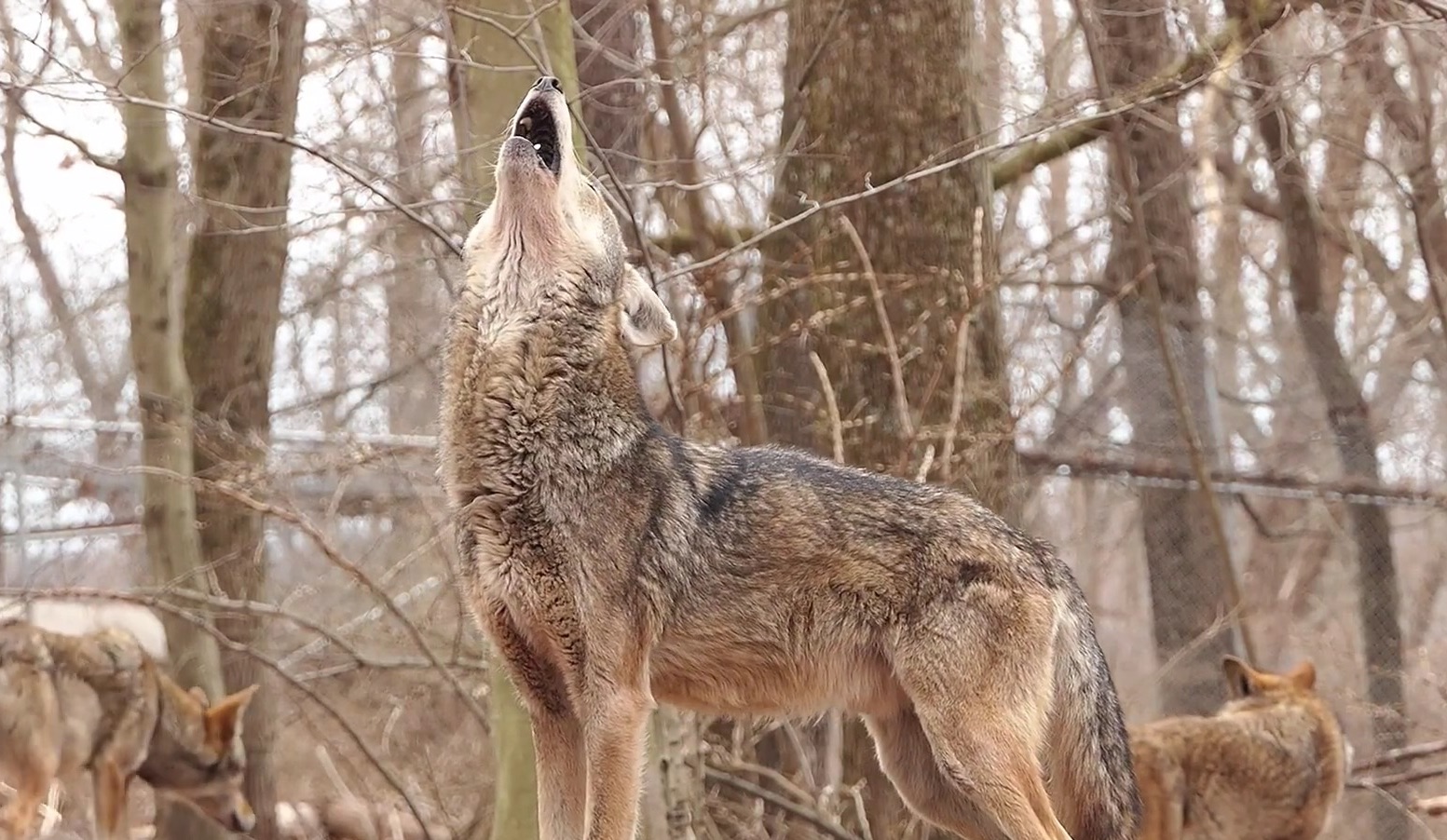 Redwolf美国红狼图片