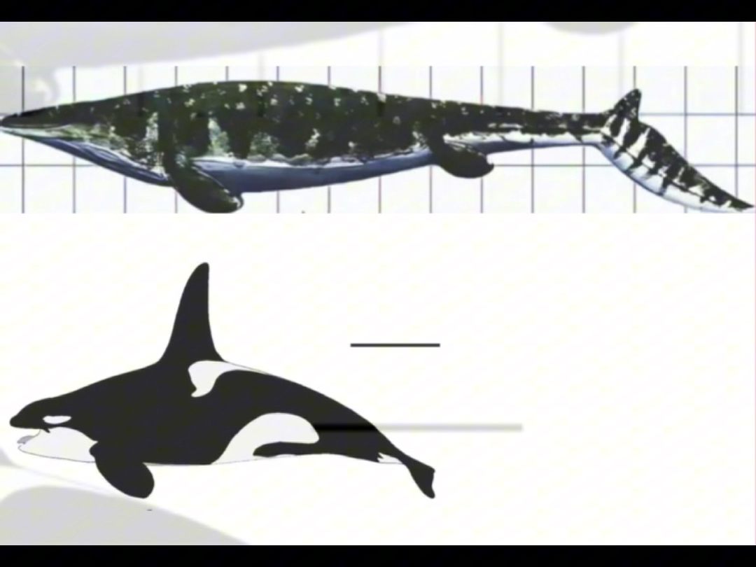 2025年出土的最新霍夫曼沧龙化石,据估测体长能达到15米,压制虎鲸!