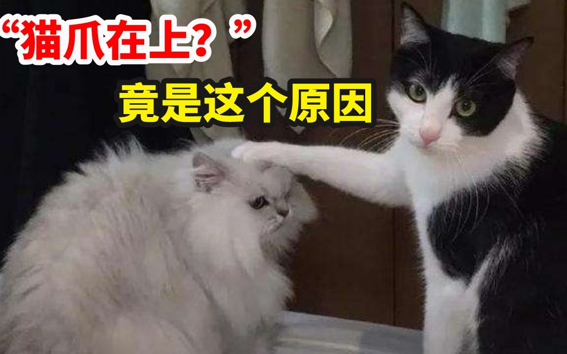 “猫爪在上”是什么原因?哔哩哔哩bilibili