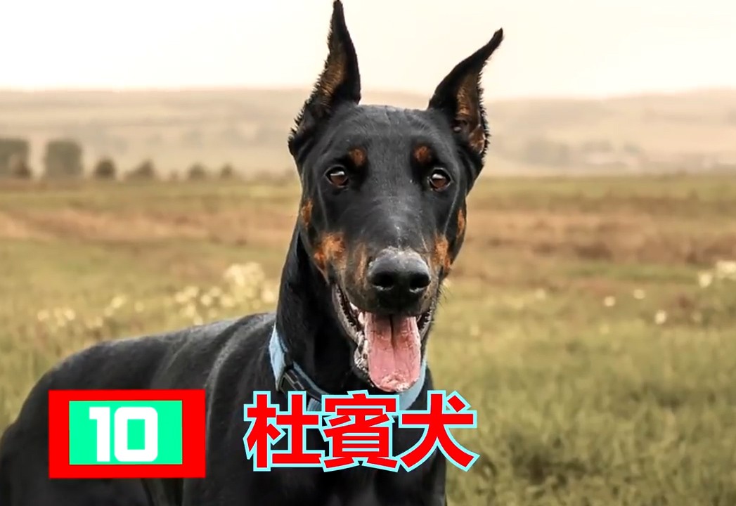 世界十大难以被驾驭的凶猛恶犬(上)