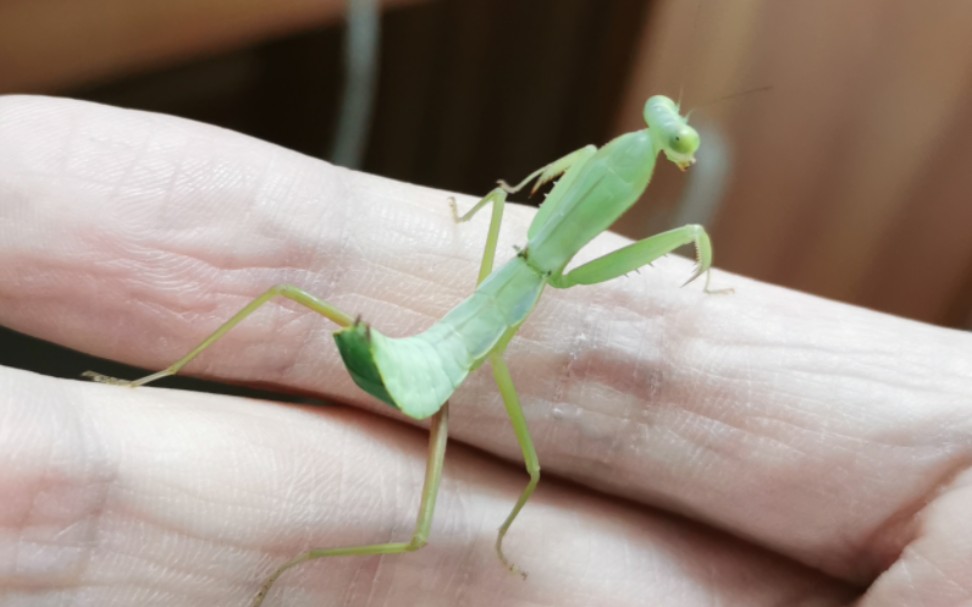 印勇和张氏斧螳开箱视频