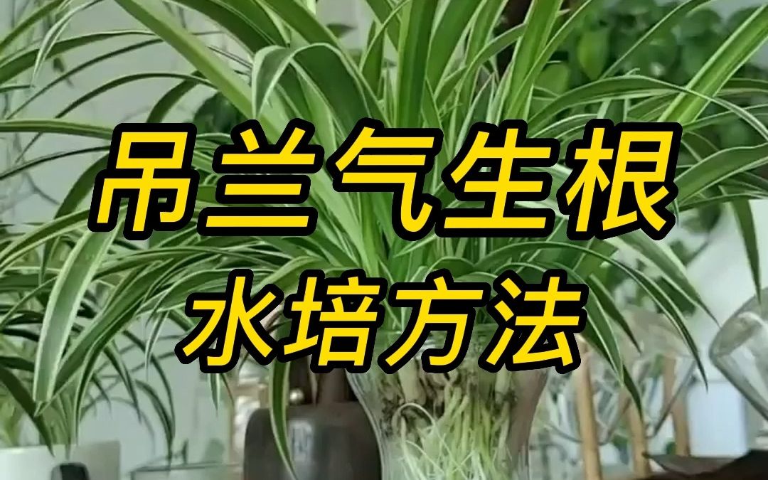 吊兰气生根的水培方法哔哩哔哩bilibili