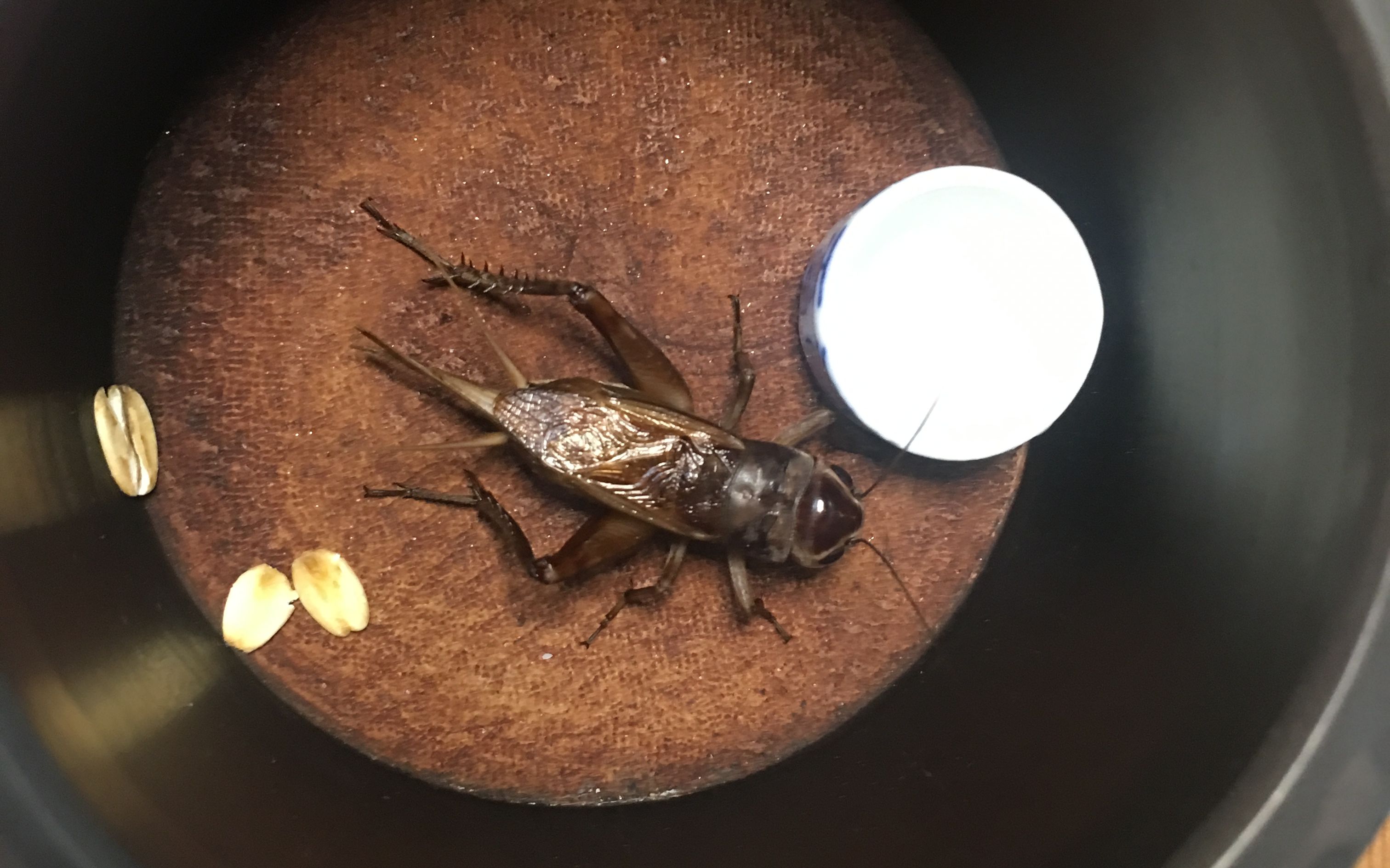 冰糖紫油葫芦的鸣叫真与这宁静淡泊的背景音乐相配