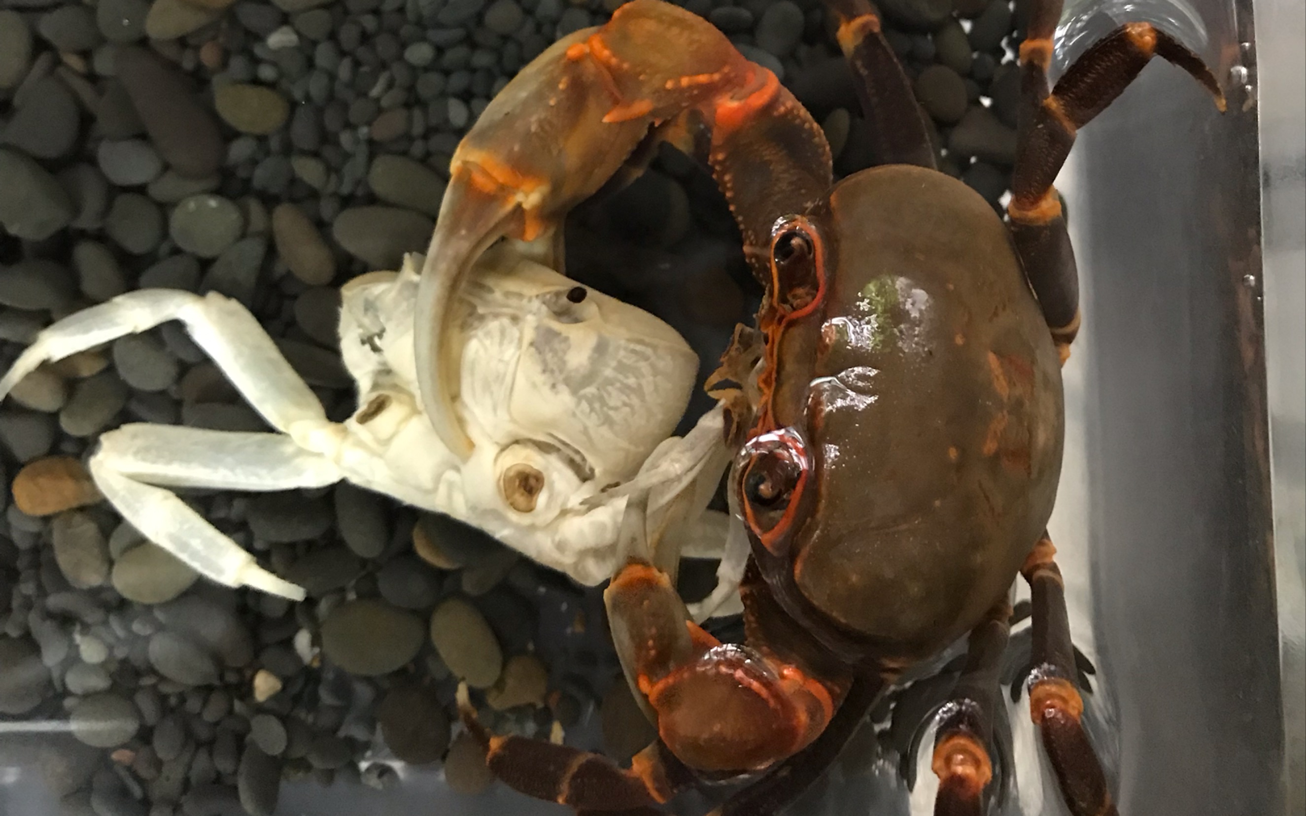 广西产南海溪蟹捕食印尼拟地蟹_哔哩哔哩_bilibili