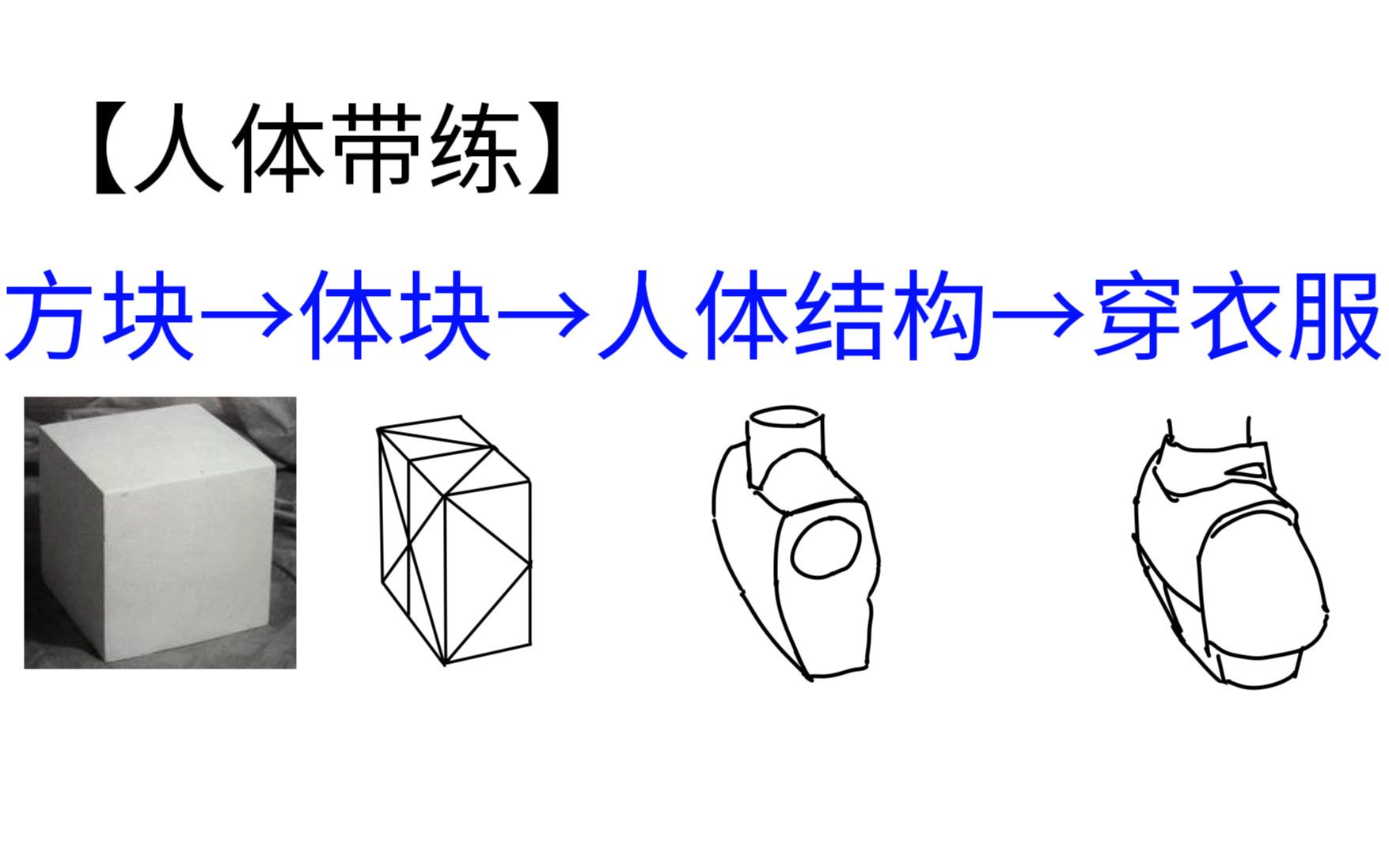 胸腔人体透视结构【ASC】人体带练151哔哩哔哩bilibili