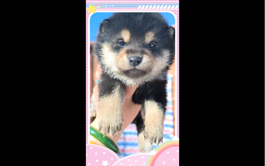 【黑柴】柴宝的可爱时刻