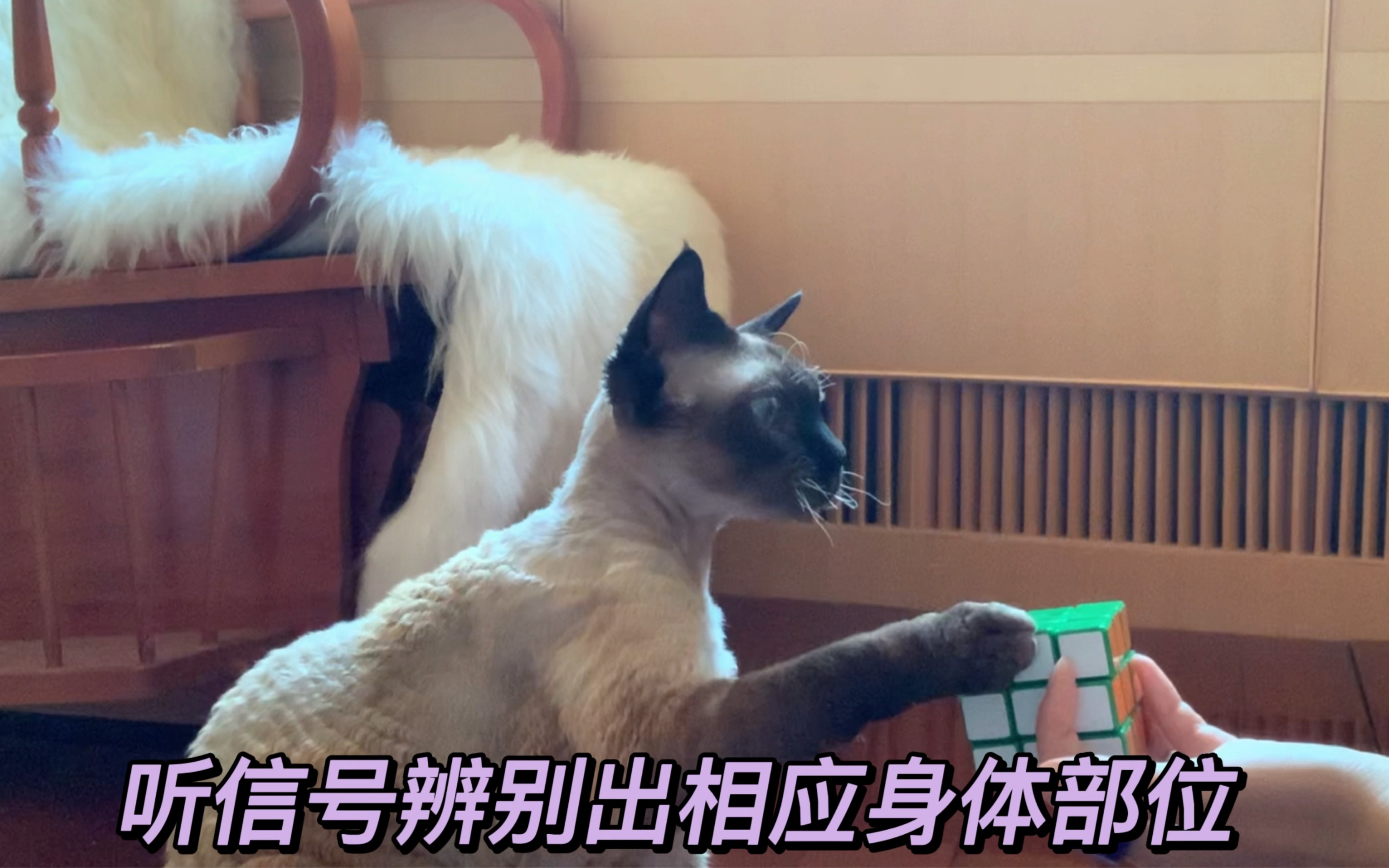 猫咪信号游戏识别身体部位哔哩哔哩bilibili