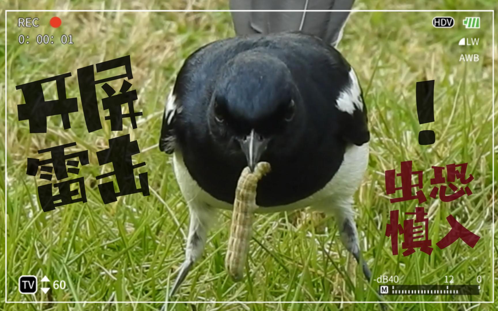 靠屁股发力的干饭王——猪屎喳【Toto观鸟ⷩ𙊩𘲣€‘哔哩哔哩bilibili