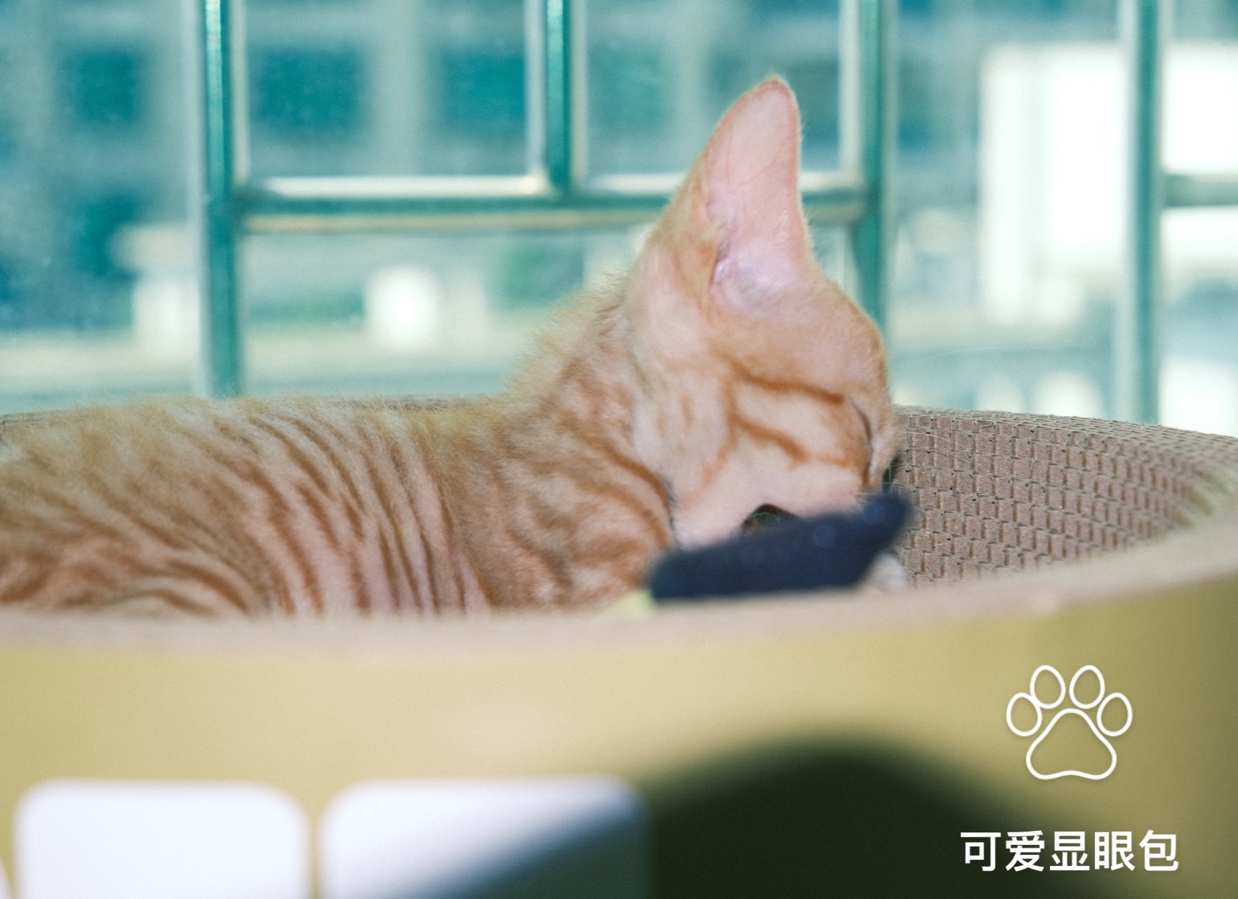 虎虎的休闲猫生~哔哩哔哩bilibili