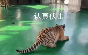 Descargar video: 铁锤:捕猎一两个人类幼崽练练手…这拦网真影响发挥！