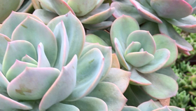 多肉植物白风 哔哩哔哩 つロ干杯 Bilibili