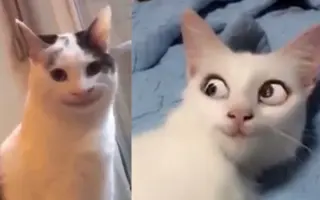 猫bot 搜索结果 哔哩哔哩弹幕视频网 つロ乾杯 Bilibili