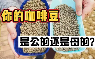 Tải video: 咖啡豆也是分公母的