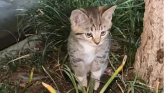 有些小猫一看就很乖的
