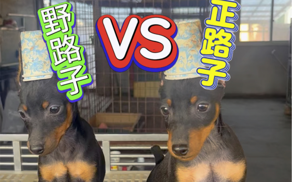 养狗野路子 #迷你杜宾犬不矫情 #迷你宾莎犬在陕西咸阳西安 养狗很