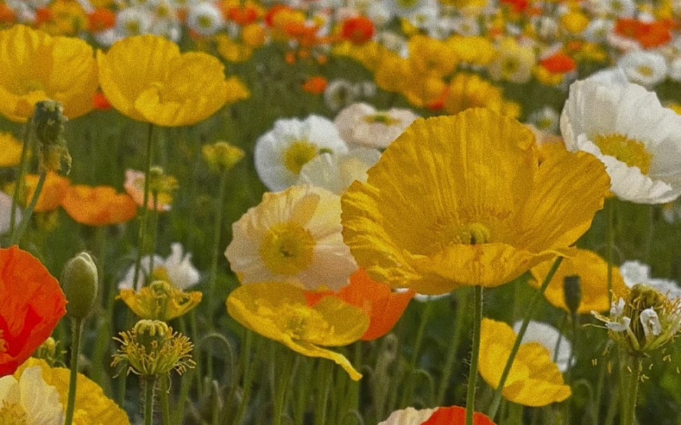 [图]“像三月的风扑击明亮的草垛春天在每个夜晚数她的花朵。”