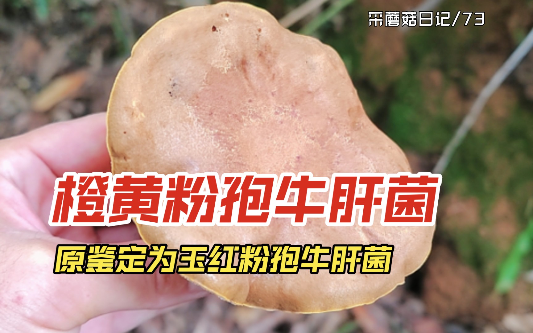 橙黄粉孢牛肝菌,原鉴定为玉红粉孢牛肝菌,有采食记录.