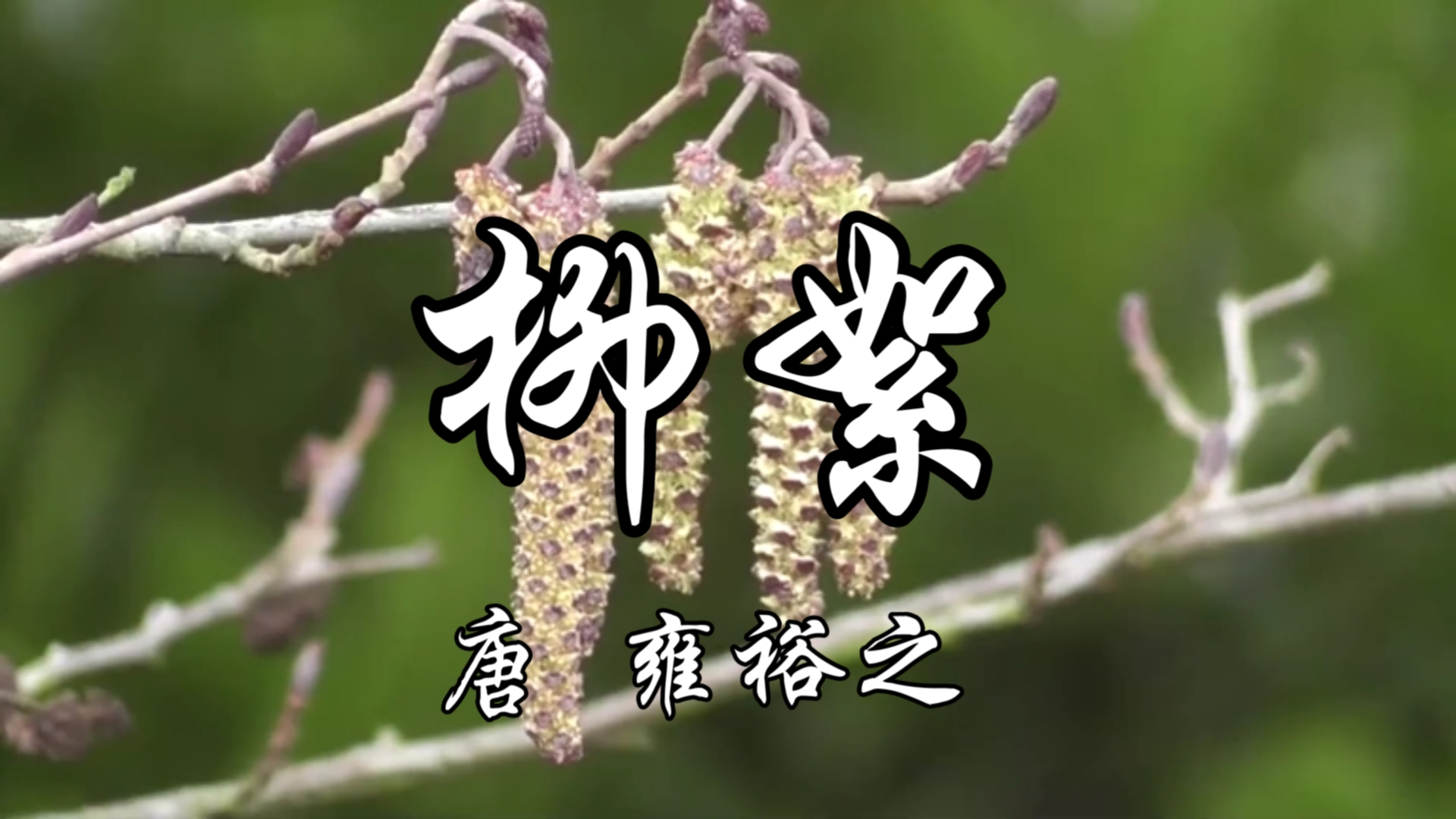 读给你听《柳絮》唐 雍裕之