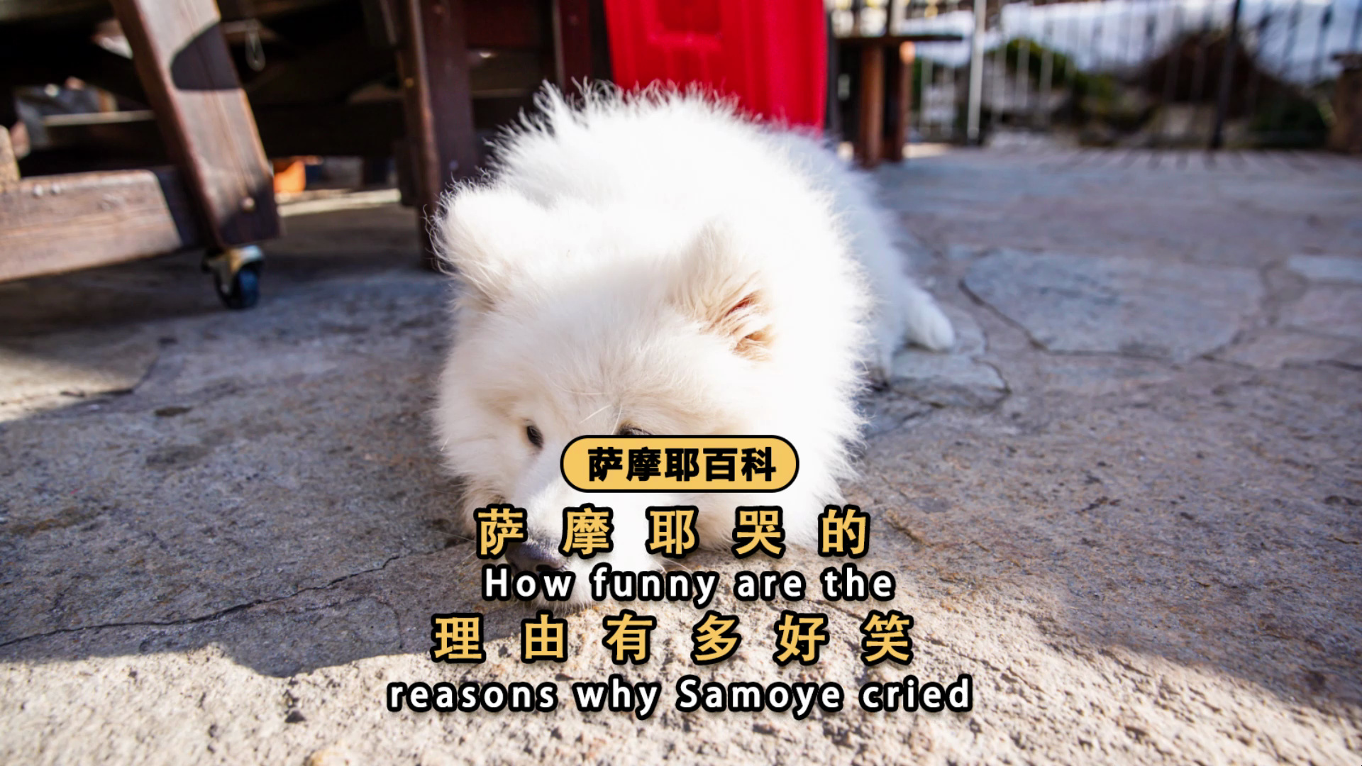 萨摩耶的"哭鼻子"瞬间,笑点满满!