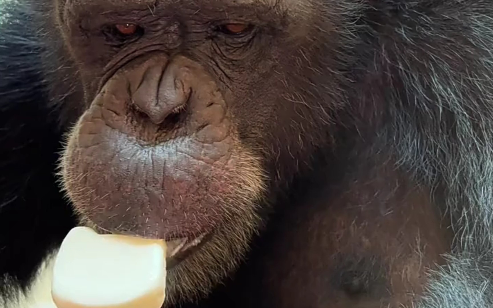 大猩猩吃东西表情包图片
