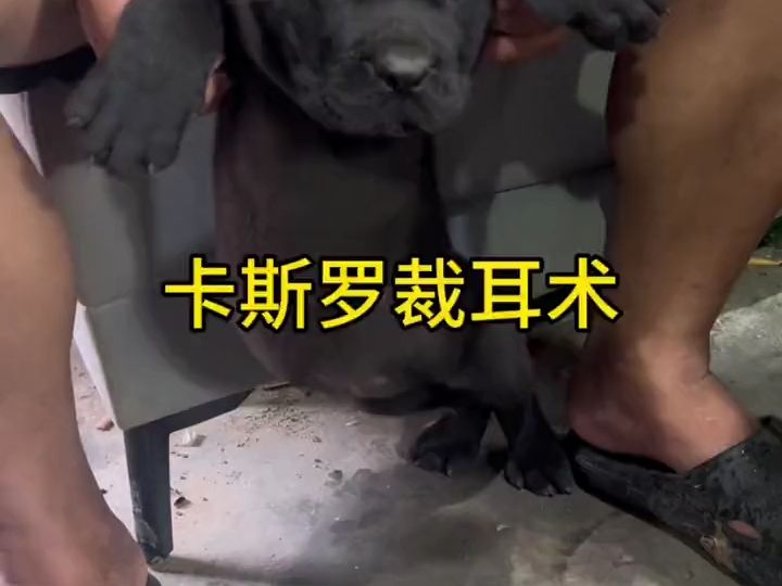 卡斯罗,狗狗裁耳