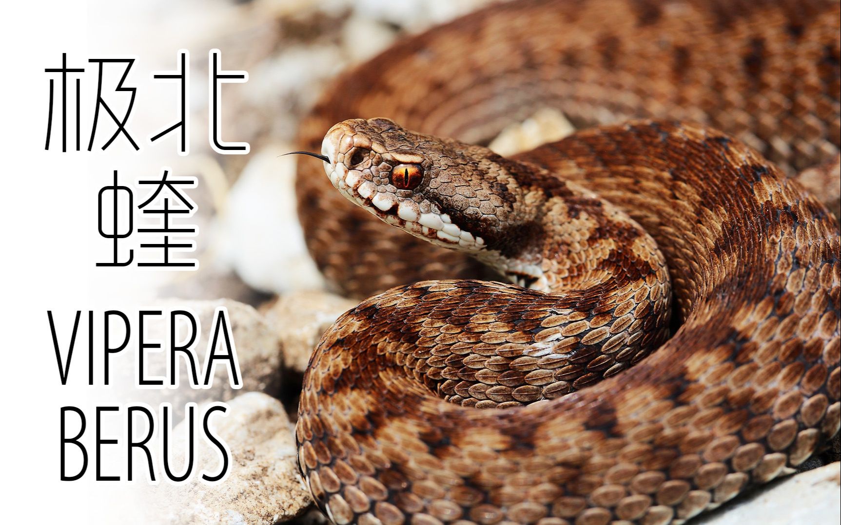 极北蝰 Northern Viper(Vipera berus)Adder哔哩哔哩bilibili