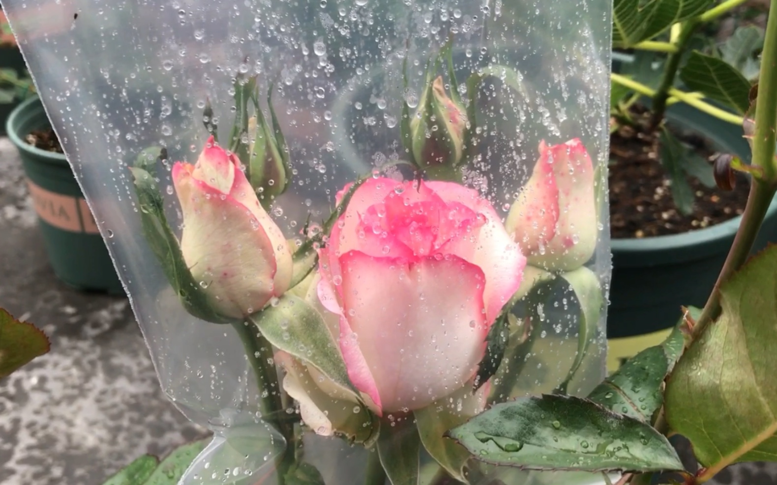 月季花期遇到下雨,花苞打不开、花朵下垂怎么办?亲试网上说的套袋大法,来给大家反馈啦!哔哩哔哩bilibili