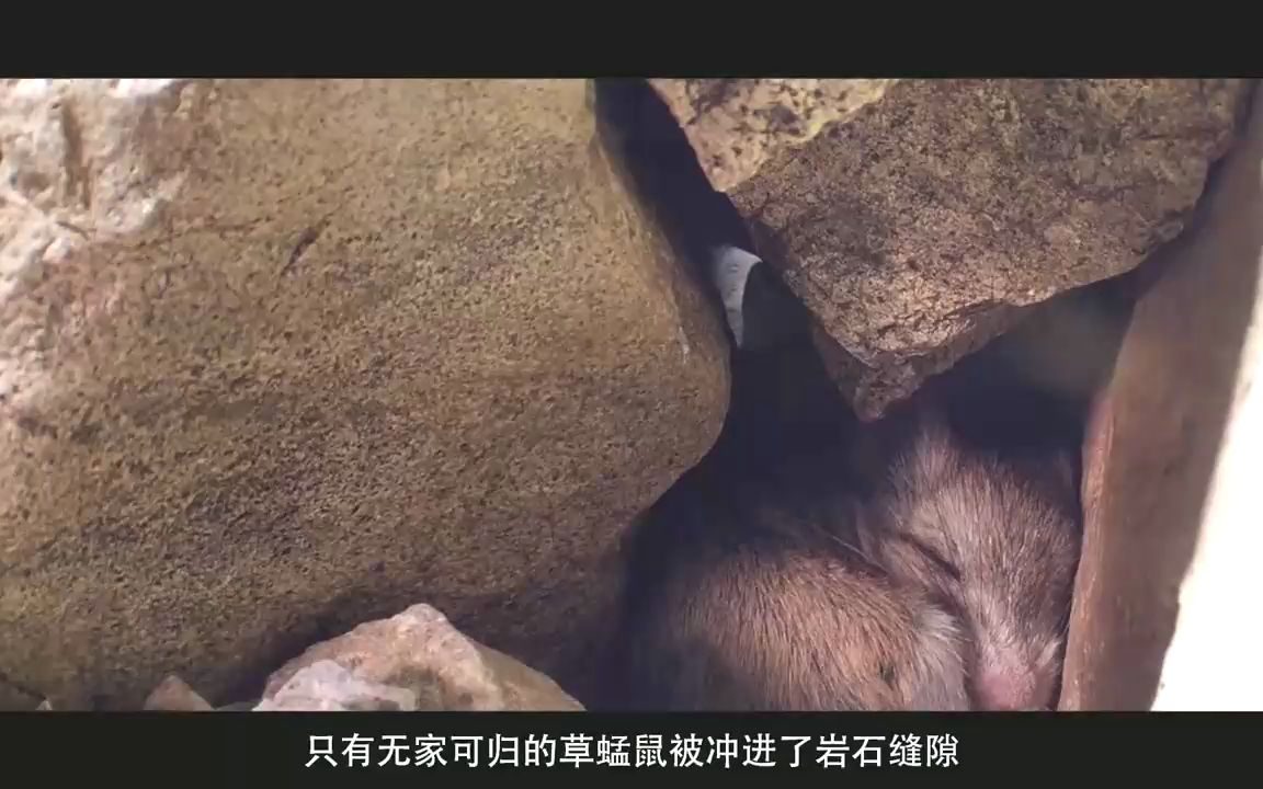 蝎子大战老鼠图片