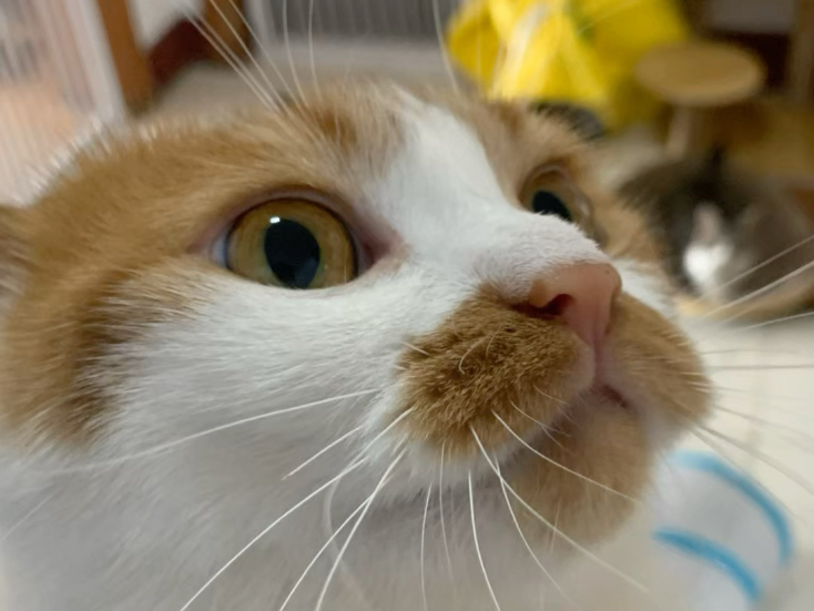 我有很多小猫