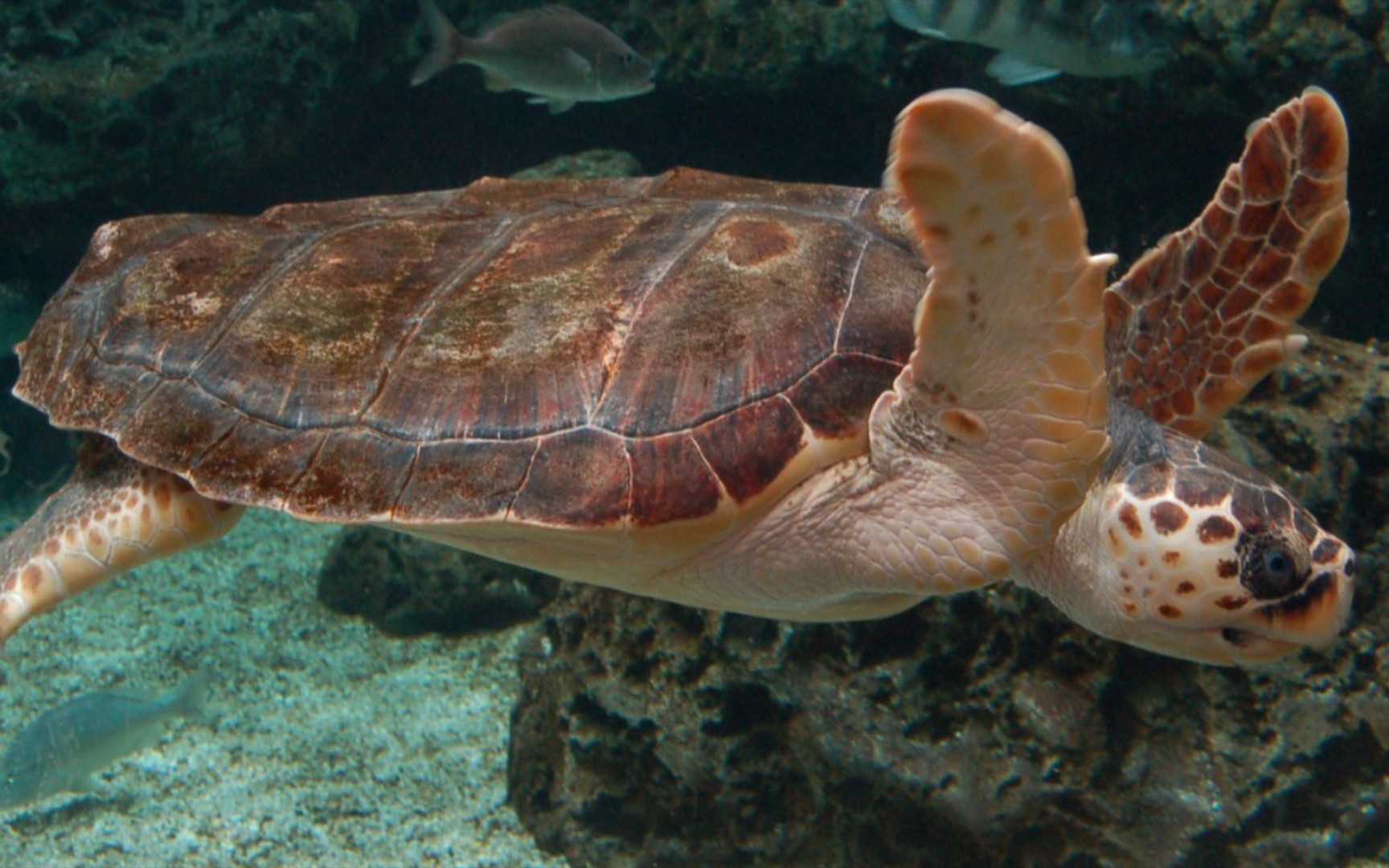 海龟科(二):蠵龟亚科(完)