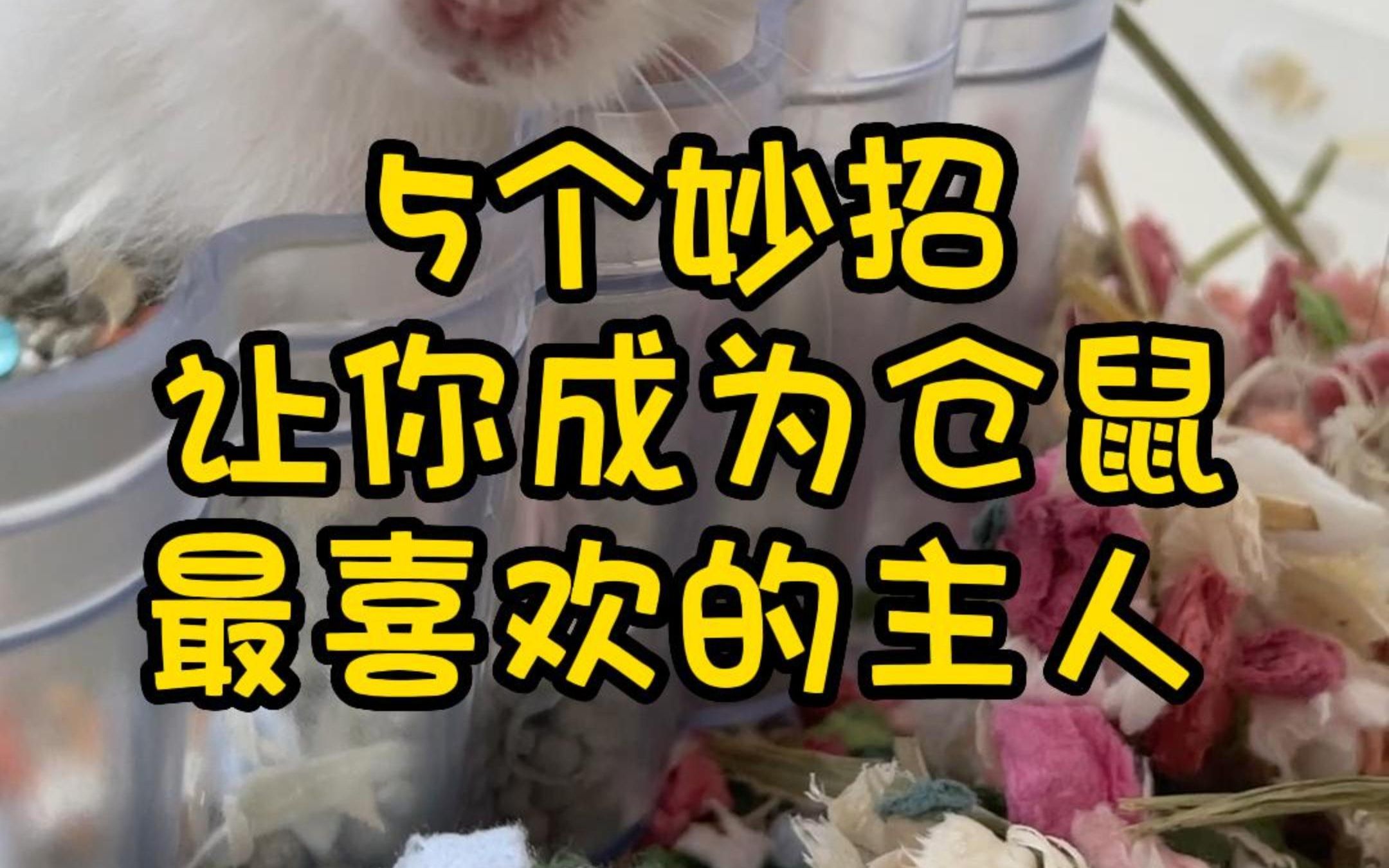 5招!让仓鼠金丝熊喜欢你