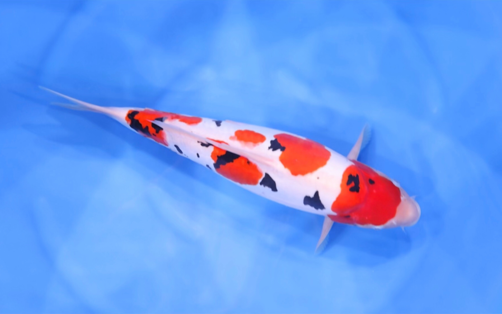 弥源峙德系三色锦鲤,雌两岁长四十八观赏鱼.