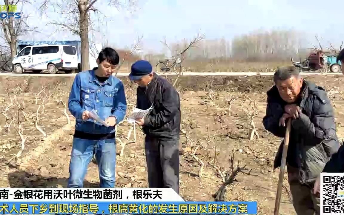 水溶肥品牌河南濮阳金银花用夫沃施沃叶微生物菌剂,根乐夫,技术人员下乡到现场指导,根腐黄化的发生原因及解决方案哔哩哔哩bilibili