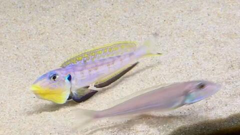 黄e 伊丽莎黄颚龙王鲷enantiopus Sp Kilesa 坦鲷三湖慈鲷热带鱼观赏用原生鱼 哔哩哔哩