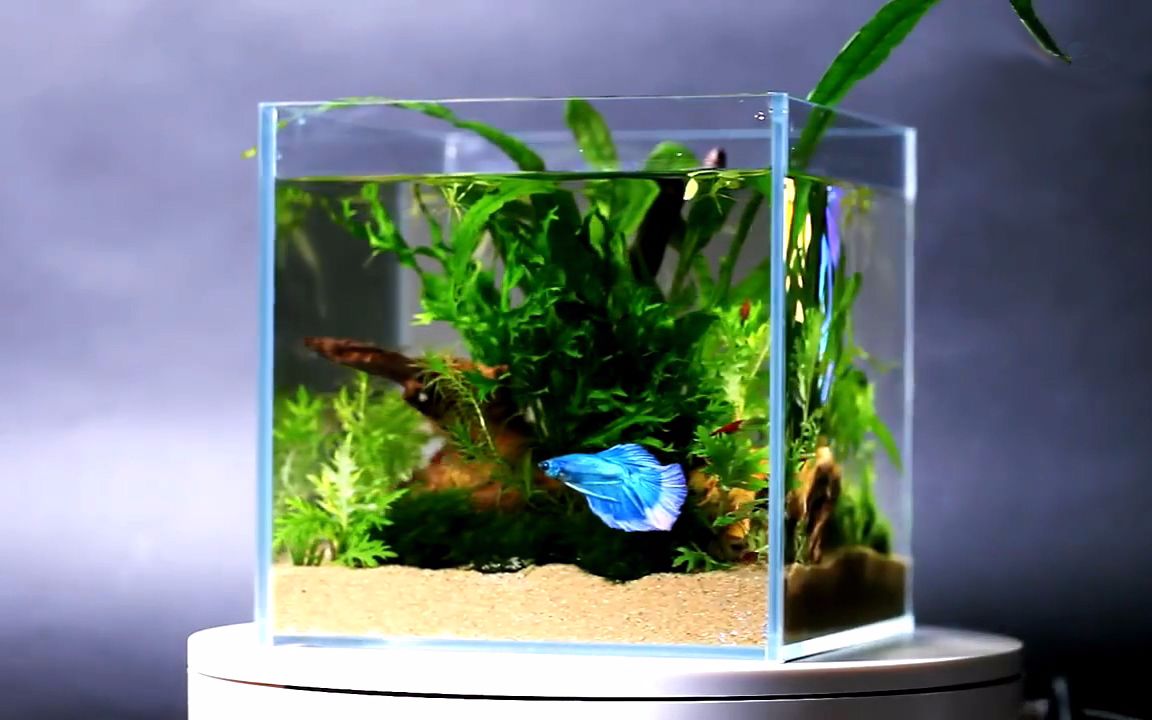 水族教学,设置你的第一个斗鱼缸,造景以及养斗鱼的技巧都在这里_哔哩