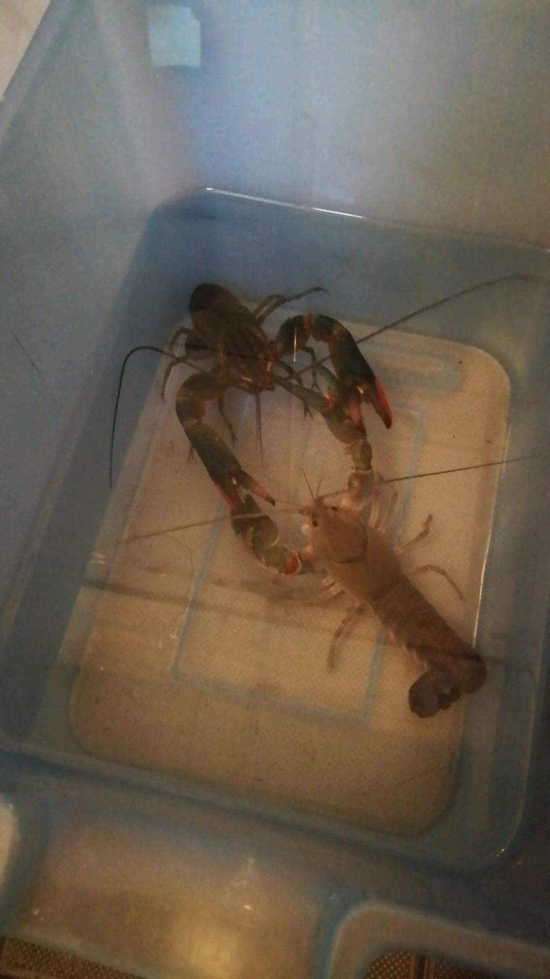 鳌虾打架原生蓝魔虾vs小青龙