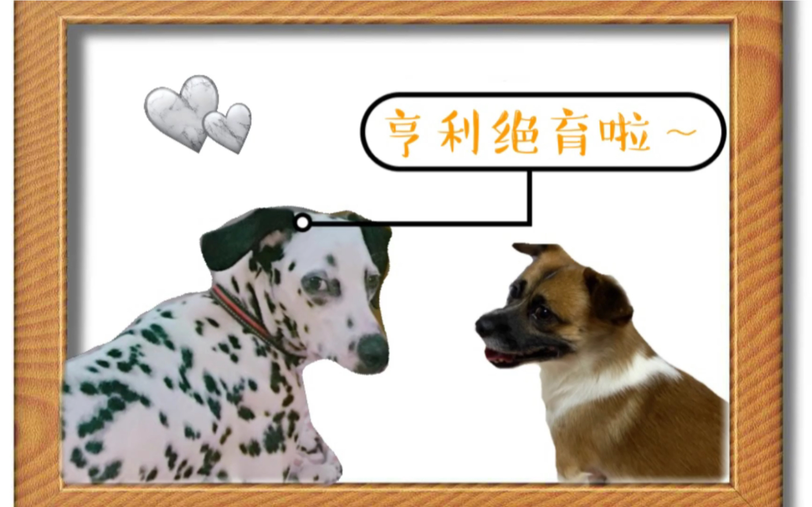 【大麦町犬】狗子绝育前后哔哩哔哩bilibili