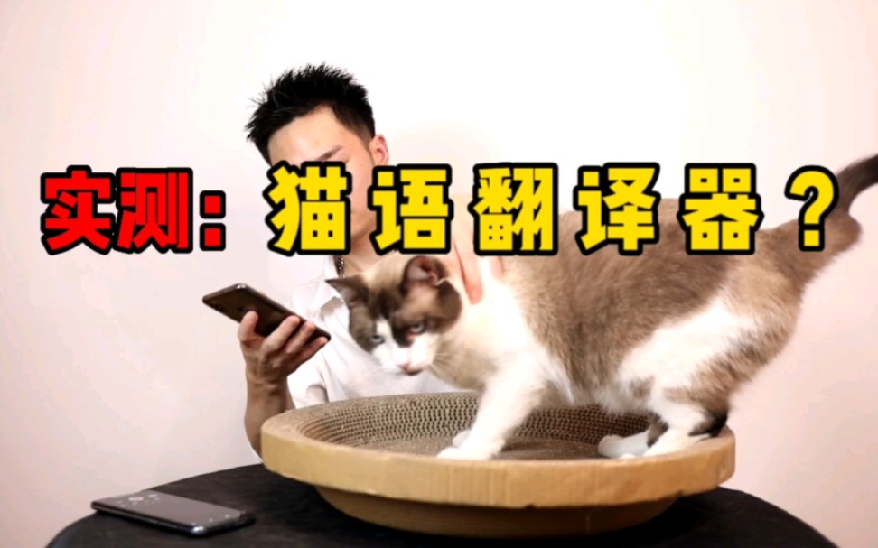 [图]实测：猫语翻译器，这样人就可以和猫咪畅聊，这是真的吗？