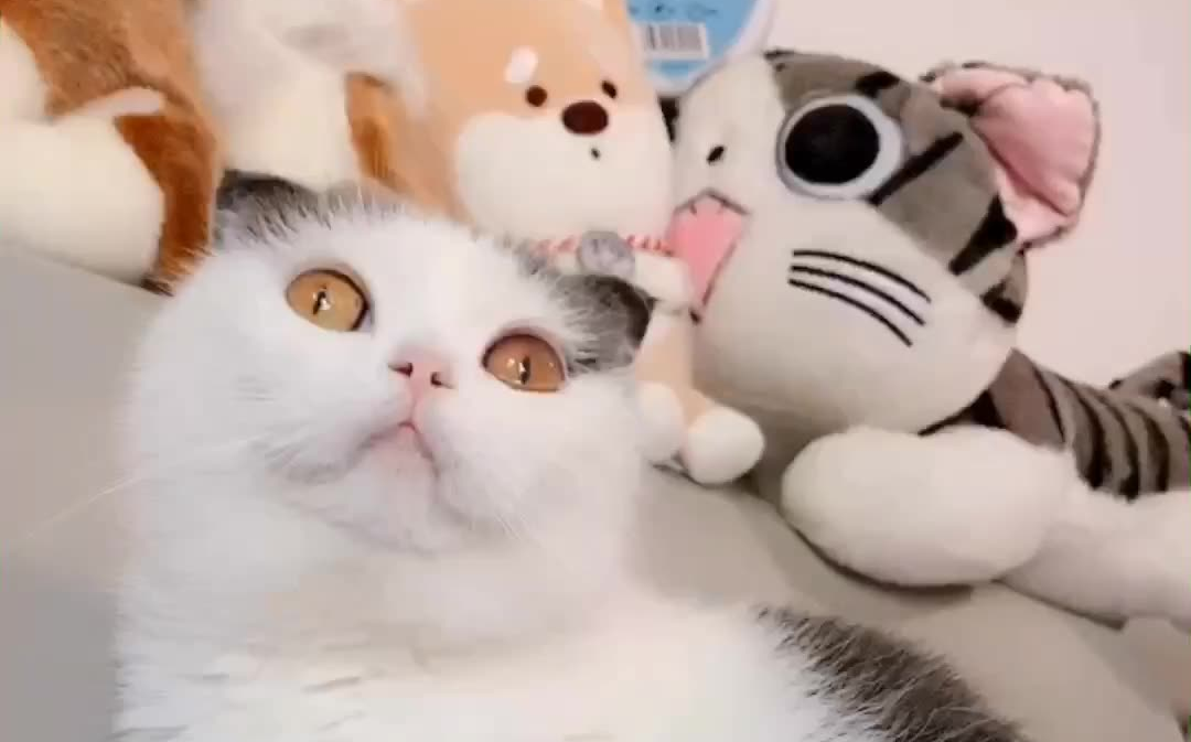 猫戴上"金箍"之后