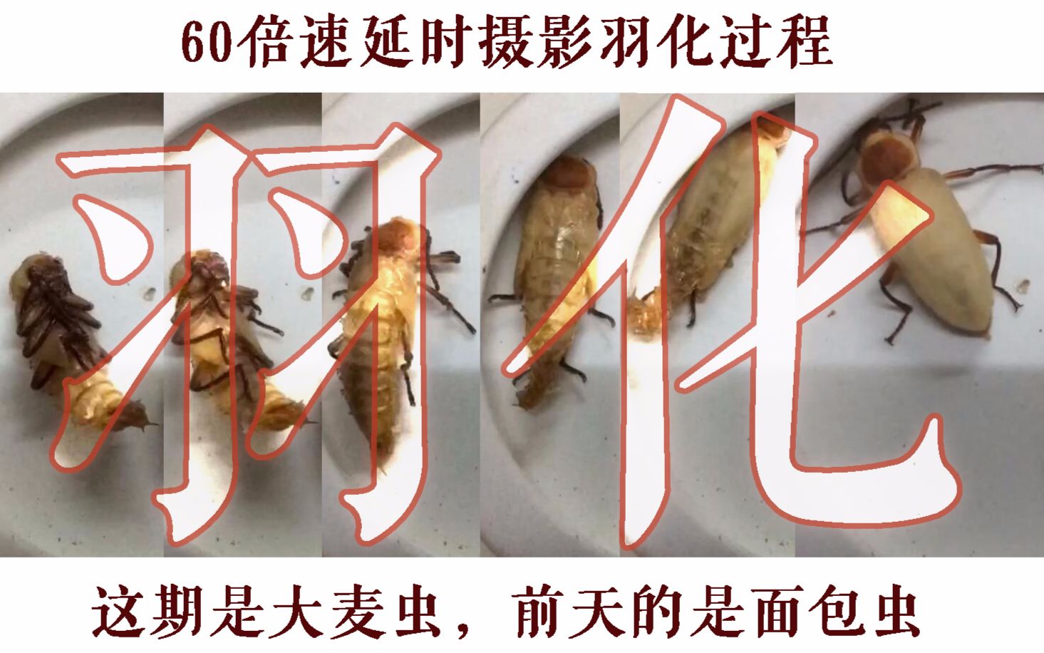 【延时摄影】大麦虫蛹→甲虫 简单的饲养方法