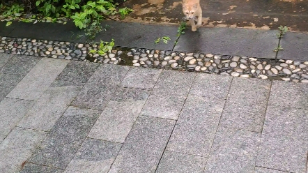 [图]学校的小狸花猫