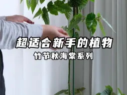 Download Video: 对新手超友好的绿植推荐：四款竹节类秋海棠