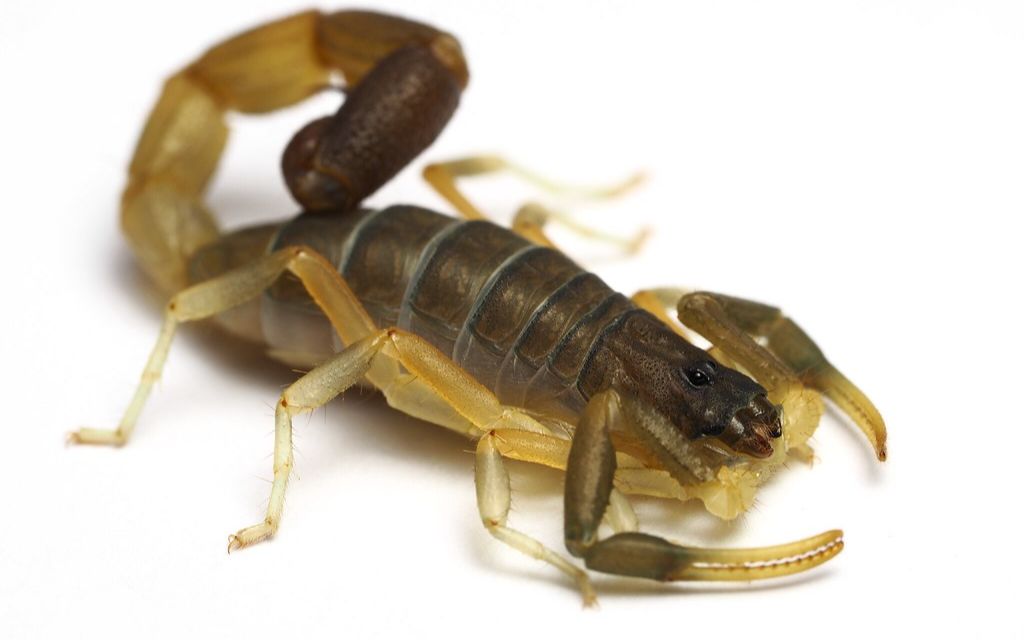 转载非洲东部某种矛蚁属dorylus捕食橄绿织尾蝎uroplectesolivaceus