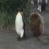 企鹅爸爸领着没脱胎毛的小企鹅在外面散步