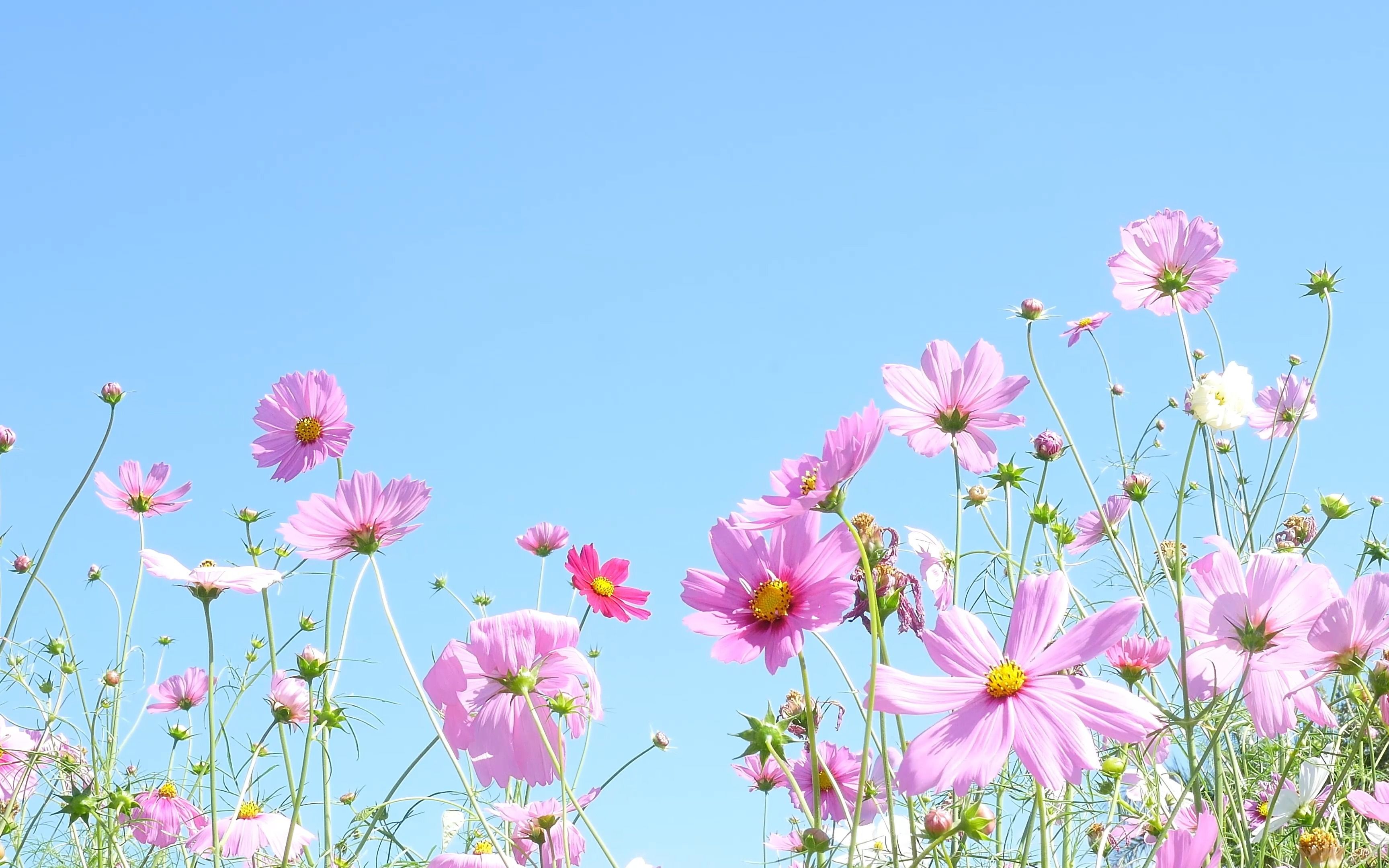 “风很温柔 花很浪漫”哔哩哔哩bilibili