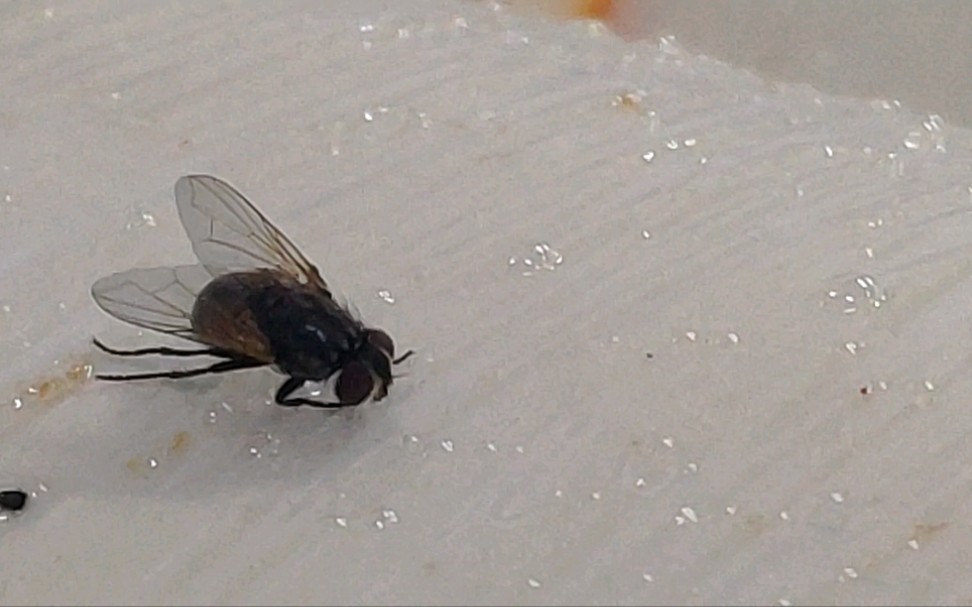 这都几月份了南方还有苍蝇,烦死了!