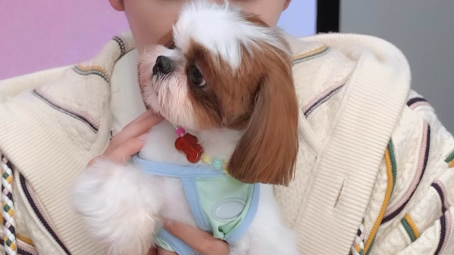 檀小呆被迫营业,呆萌的是小呆还是多多