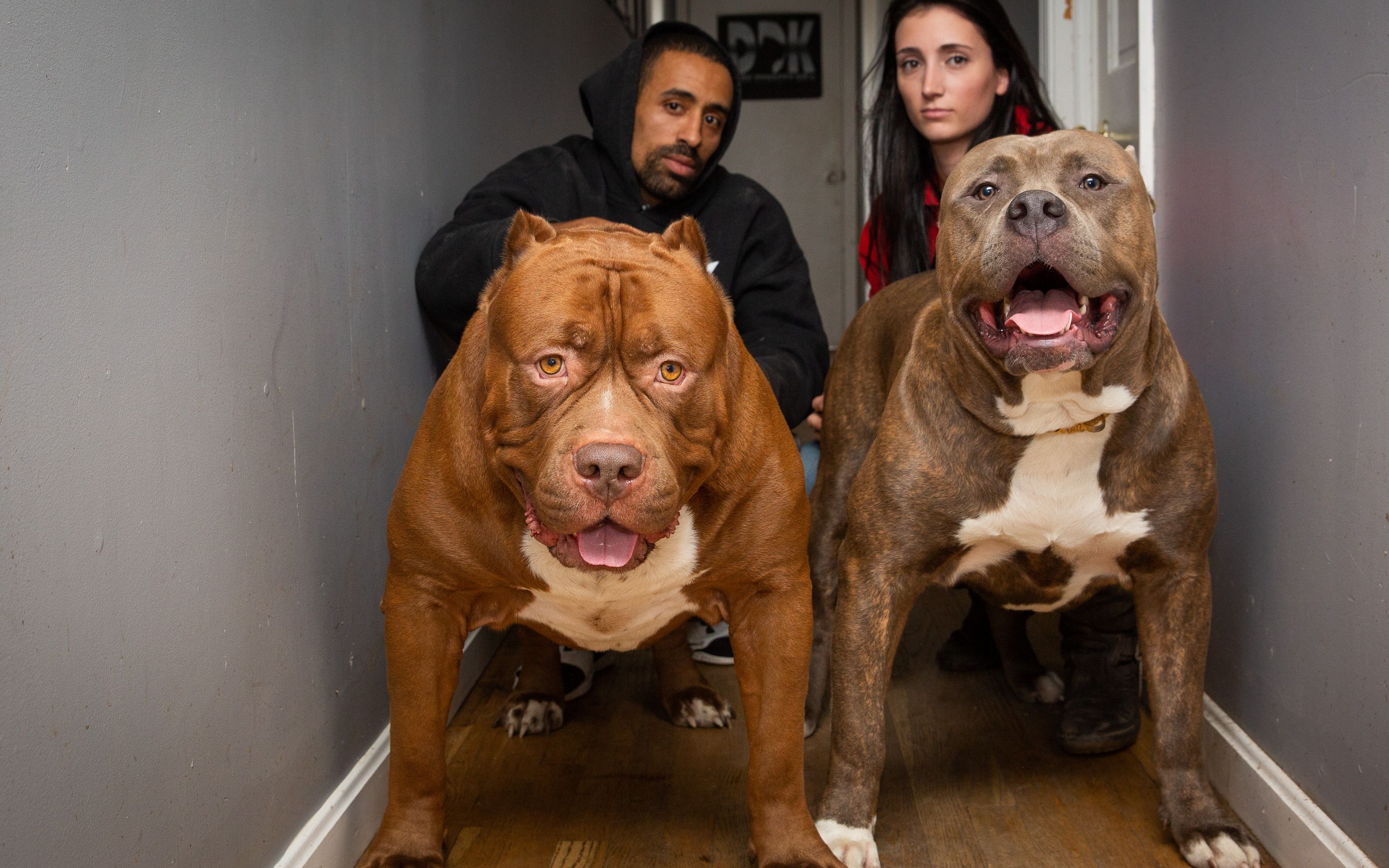 战斗力最强的狗狗,你家狗狗上榜了吗?(上)