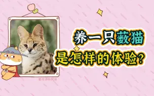 Download Video: 一会天堂一会地狱，养薮猫的体验，我劝你不要尝试……